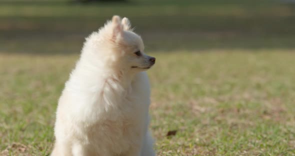 White pomeranian sitting on the green lawn