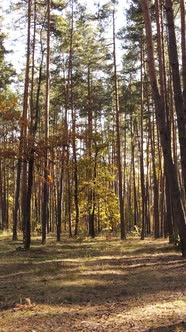 Vertical Video of a Forest in an Autumn Day