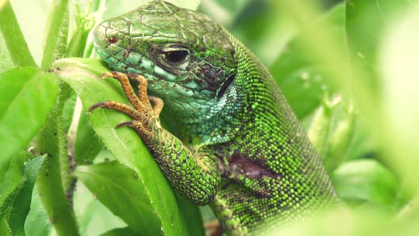 Macro Shot of the Green Lizard (Lacerta viridis) in Sunny Day on a Green Leaves Background. 