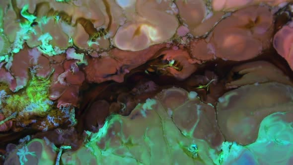 Abstract Background With Psychedelic Painting In Vivid Colors  alt