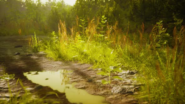 Countryside Road in Summer Morning