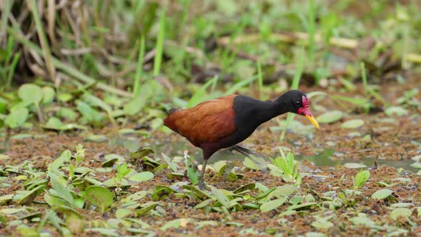 Wattled jacana, a wader bird, standing still in middle of mire, cleaning plumage, preening and posit