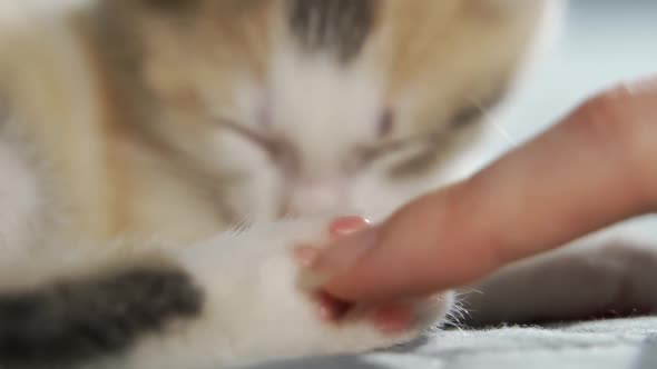 Furry Paw Closeup of a Domestic Cat That Sleeps