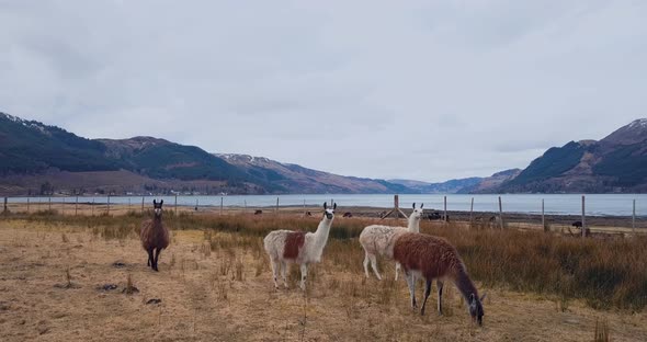 Llamas On The Background Of Scottish Landscapes