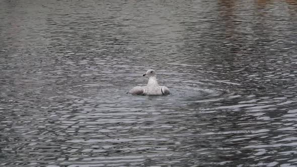 Seagull floating and playing around on the ocean.