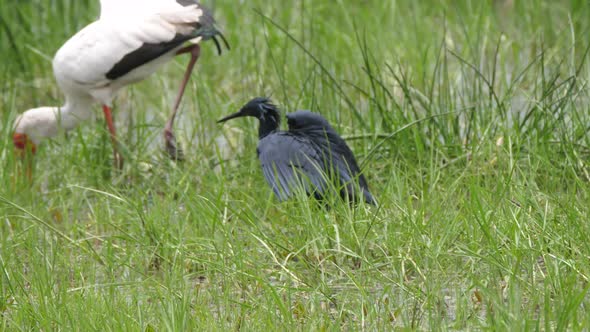 Yellow-billed stork and a black heron hunting for fish 