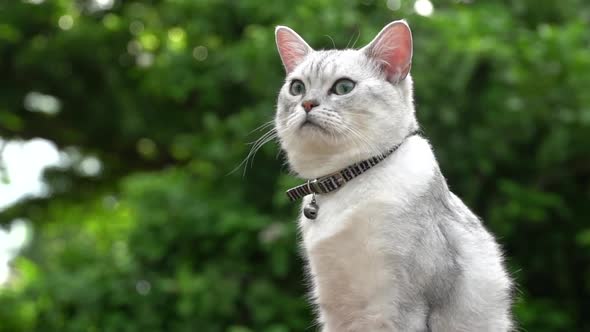 Close Up Of  Silver Cute Cat Looking With Nature Background