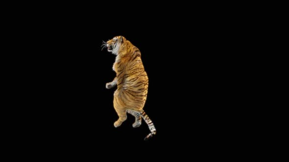 67 Tiger Dancing HD