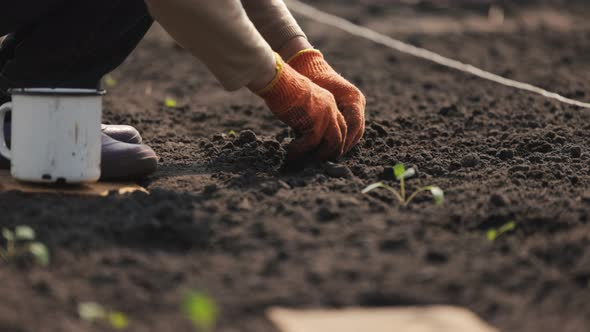 Female Planting Seedlings