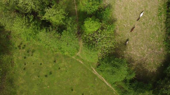 Horses In The Meadow