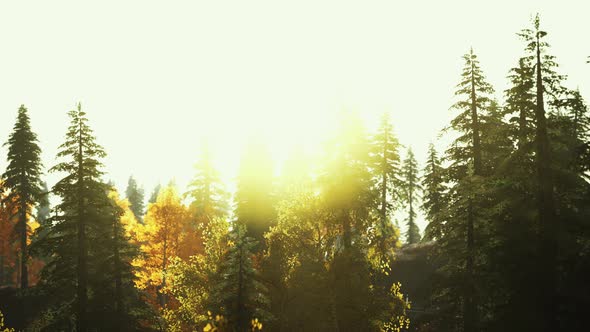 Sunlight in Spruce Forest in the Fog on the Background of Mountains at Sunset