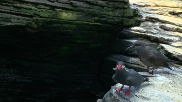 Male and female inca tern (Larosterna Inca) flying above rock shore