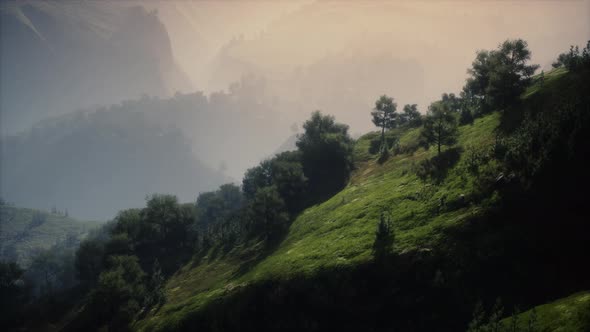 Green Trees in Canyon at Sunset with Fog