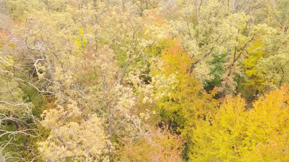 Forest with Trees in the Fall During the Day