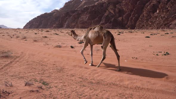 Young Camel Walking On A Desert Road And Meets Up With Another Camel