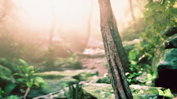 Green Forest and Huts in a Misty Morning of Malaysia