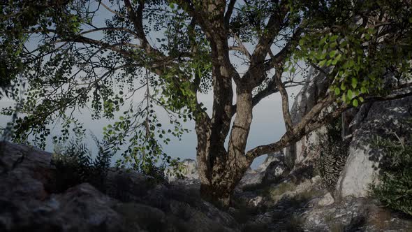 Big Tree Growing on Rocks at the Top of the Mountain