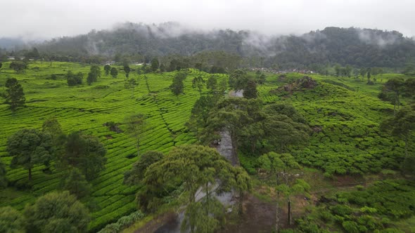 Aerial view of tea plantation with misty foggy forest in Bandung, Indonesia