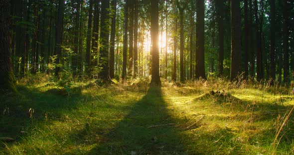 Sun Flares Break Through the Tree Trunks Slider Footage