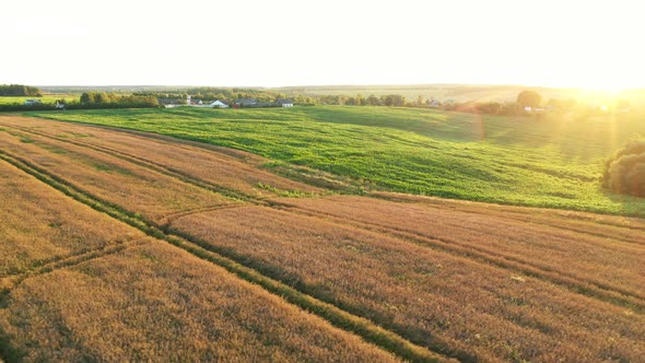 Flying Over Scenic Countryside With Wheat Cornfield And Farm Background Sunset