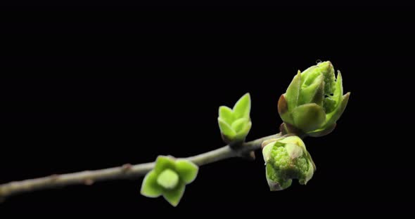 Small Sprouts Rising on Branch of Tree, Germination Process, Evolution, Spring Time Lapse, Pestel