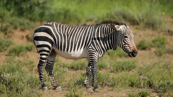 Grazing Cape Mountain Zebra