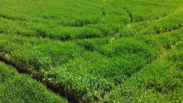 Drone flight over a green field of wheat. Beautiful field of wheat organics on a bright sunny day.