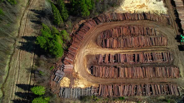 A Huge Number of Felled Trees at the Sawmill