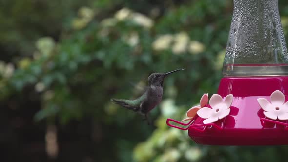 Ana's hummingbird in slow motion