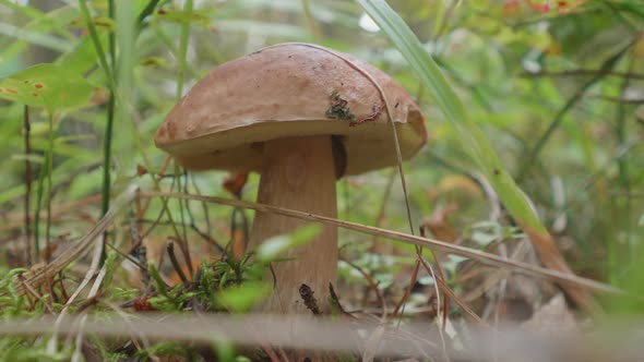 Autumn Natural Background with Birch Mushroom Among Grass and Fallen Leaves