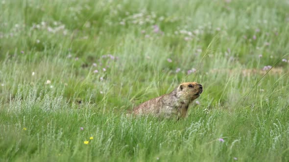 Real Wild Marmot in a Meadow Covered With Green Fresh Grass