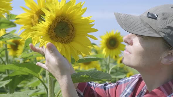 Female  inspecting sunflower flower in field