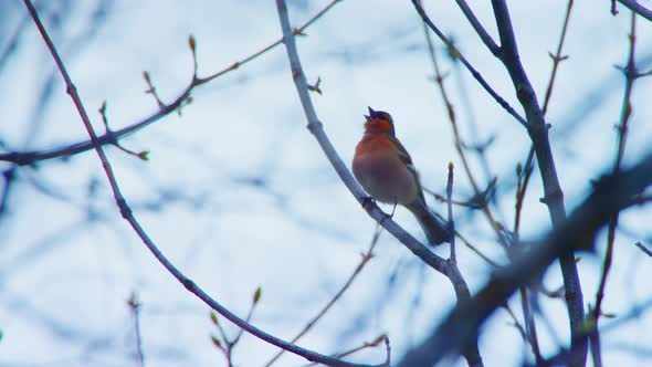 A large red breasted bird is singing in the fog