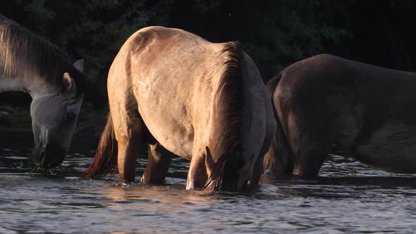 Wild horses dunking their heads in a flowing river with golden light hitting them