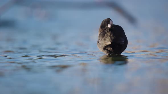 Eurasian Coot pruning its feathers while standing in shallow waters.