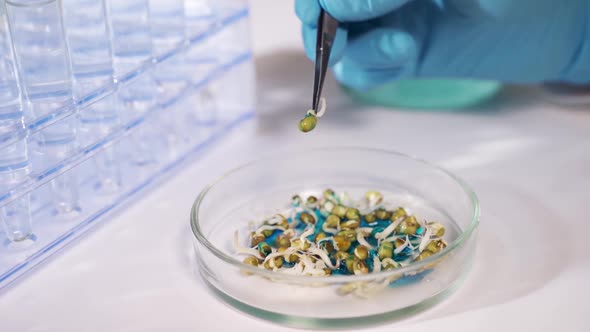 Biologist Examines Sample