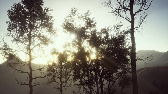 Carpatian Mountains Fog and Mist at the Pine Forest