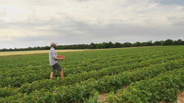 A Man Farmer Carries a Wicker Box Full of Ripe Strawberries