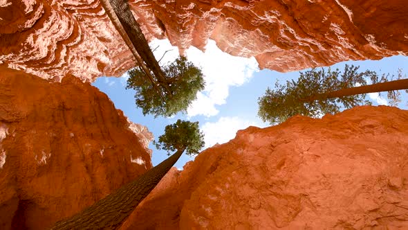 Upward View of Bryce Canyon Mountains and Trees