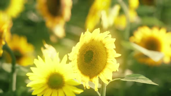 Sunflower Field Bathed in Golden Light of the Setting Sun