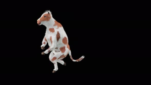 Cow Dance 4K alt