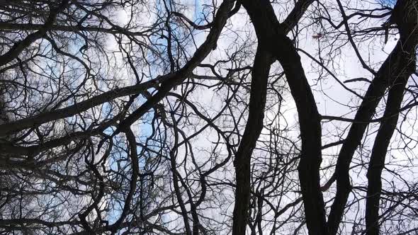 Vertical Video of the Forest with Trees Without Leaves