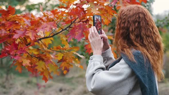 Young Beautiful Woman In Autumn Forest Taking Pictures With Smartphone
