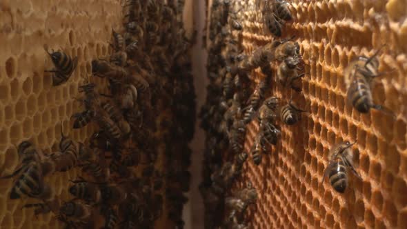 Bees inside the beehive. Honeycomb close up. Bee colony in hive macro