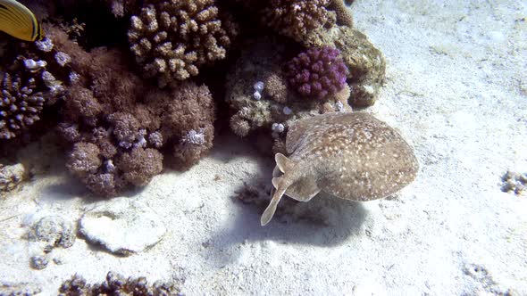 Panther Electric Ray (Torpedo panthera) in Red Sea, Egypt.