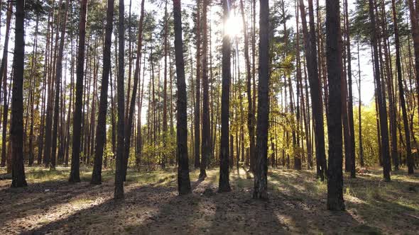 Forest Beautiful Landscape in an Autumn Day