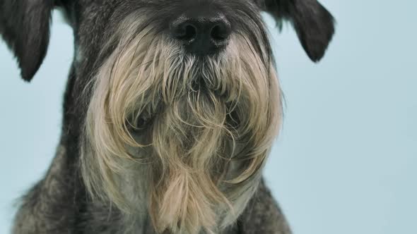 Mittelschnauzer in the Studio on a Bluish Background