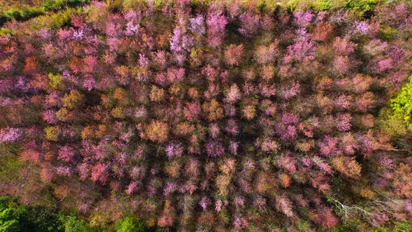 Beautiful pink flower in natural wild, Wild Himalayan Cherry Blooming Tree