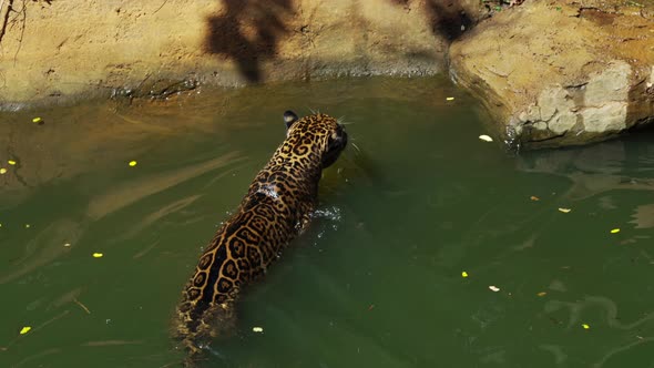 jaguar tiger playing and swimming in pond