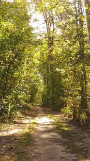 Vertical Video of Trees in the Forest in Autumn